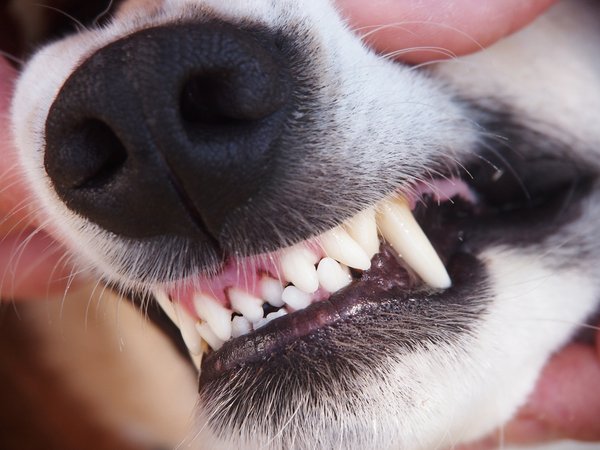 Rabies Animal Bites Vaccine