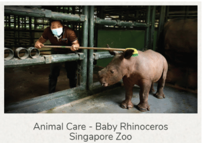 Baby Rhinoceros in Singapore Zoo